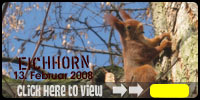 Eichhorn