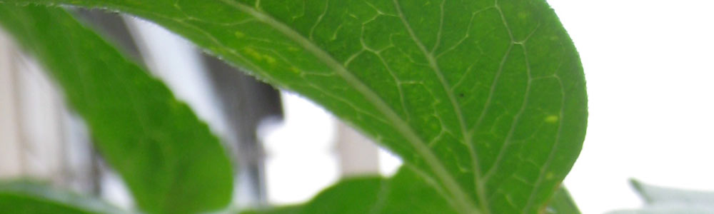 Sonnenblumenk&auml;fer