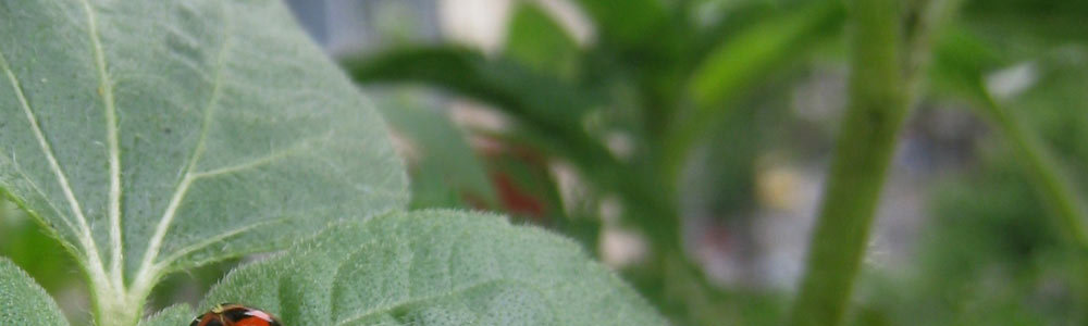 Sonnenblumenk&auml;fer