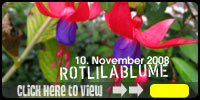 Rotlilablume