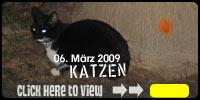 katzen