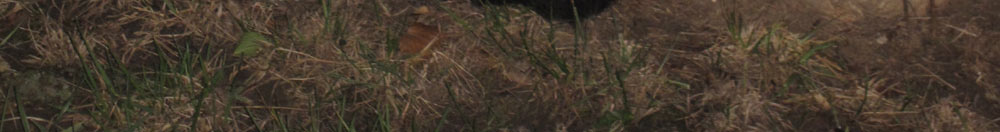 katzen