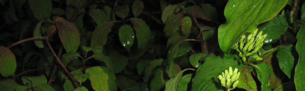 Nach dem Regen
