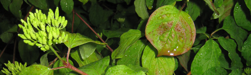 Nach dem Regen