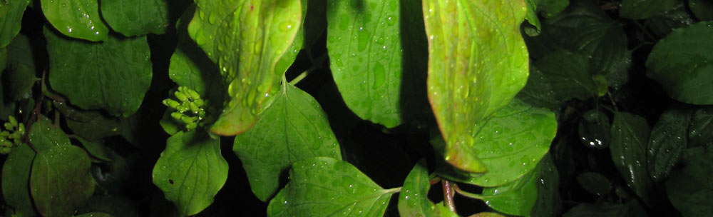 Nach dem Regen