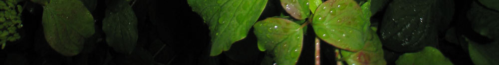 Nach dem Regen