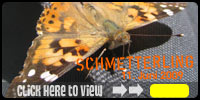 Schmetterling