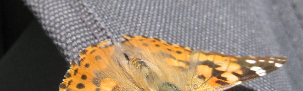 Schmetterling