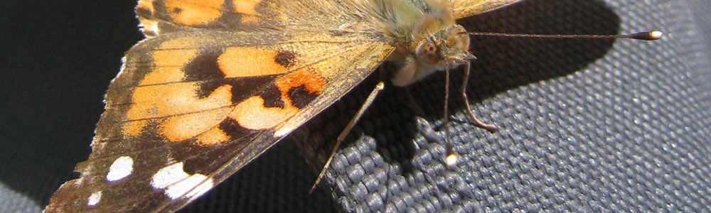 Schmetterling