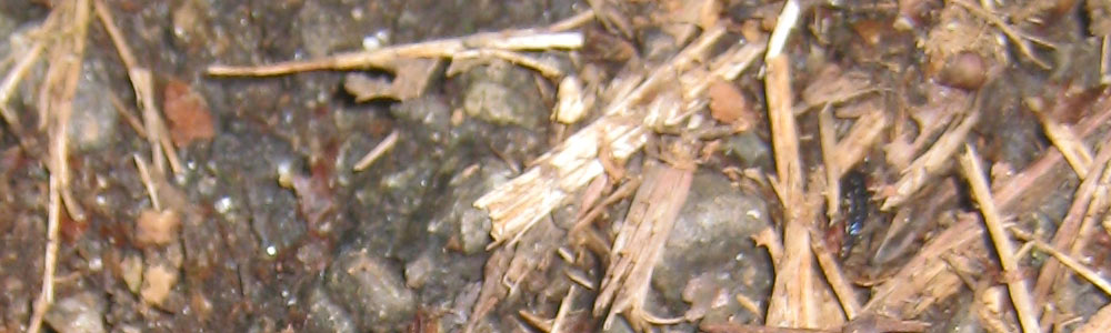 Waldk&auml;fer