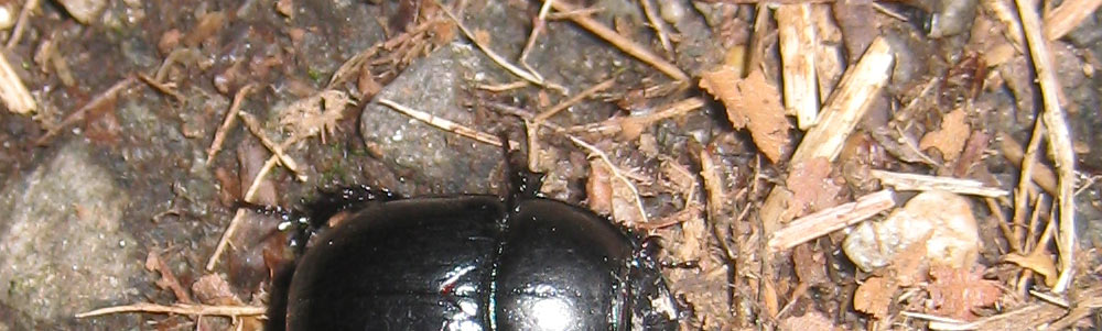 Waldk&auml;fer