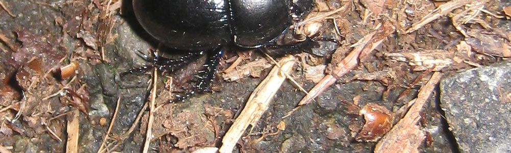 Waldk&auml;fer