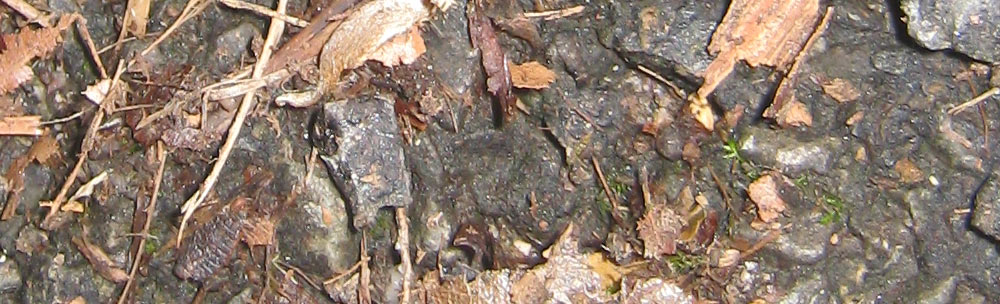 Waldk&auml;fer