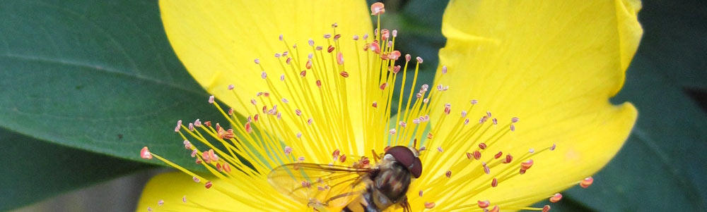 bee