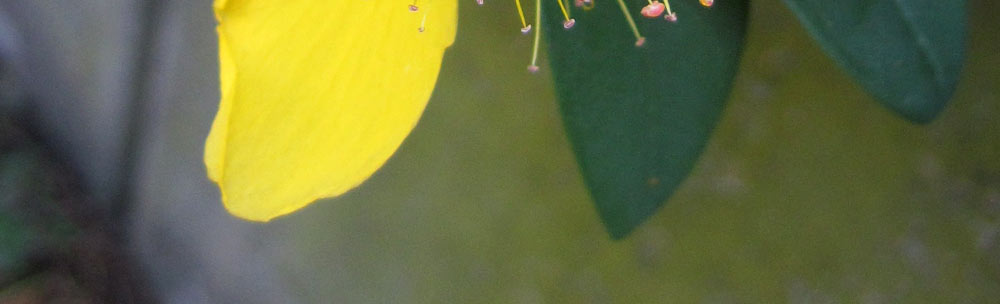 bee