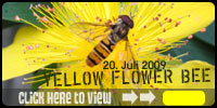 bee