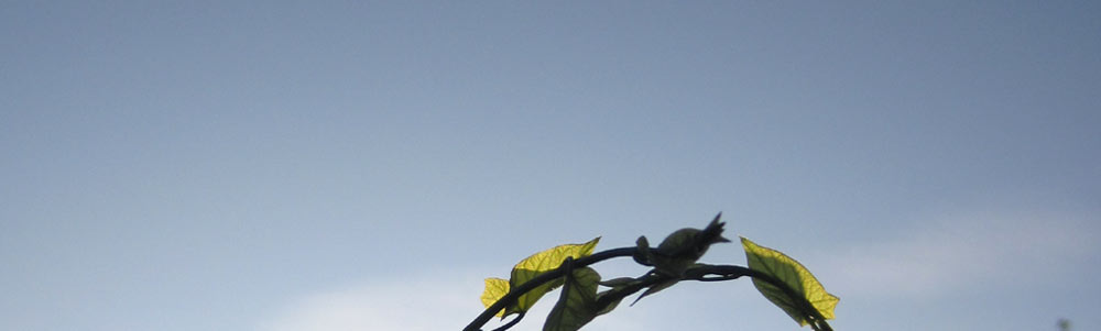 Ein Hauch von Sonne