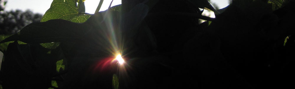 Ein Hauch von Sonne