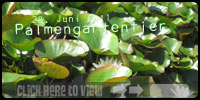 Palmengartenente