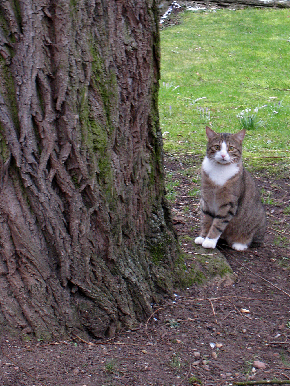 Katze