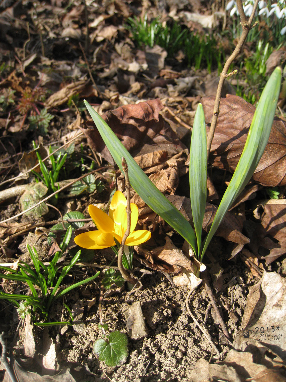 Erstes Bl&uuml;mchen