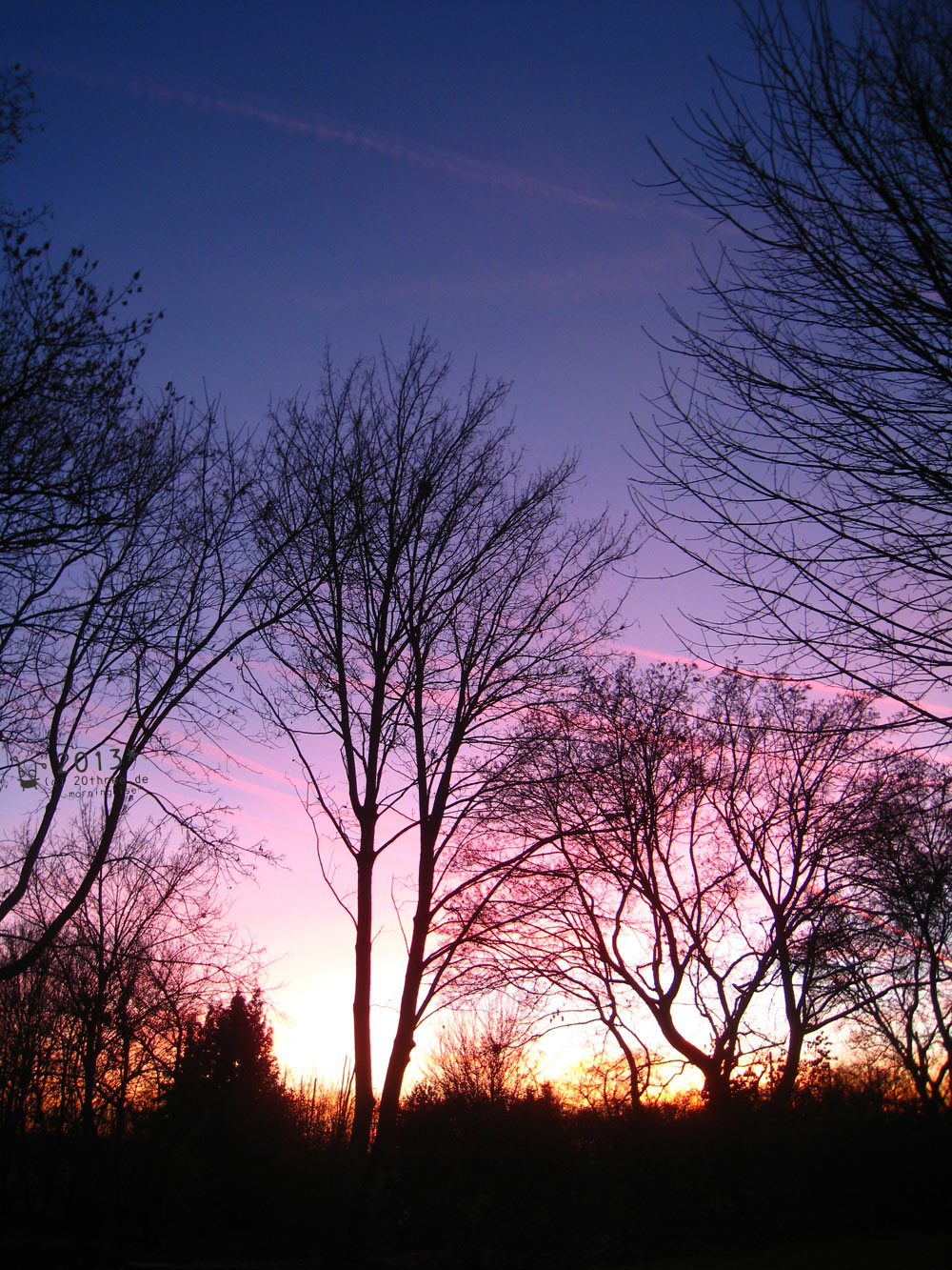 sunset trees . 20three.de